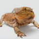 Bearded dragons have become popular reptile pets. Image: Nick Ta / Flickr